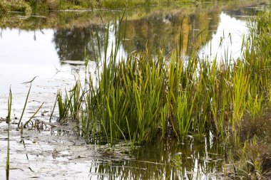 Bulrush, cattail, sedge. Bozulmamış nehir. Belarus Polonyası. Rüzgâr. Sonbahar. Parlak sonbahar renkleri. Akan su. Nehirde rüzgar. Vahşi doğa..