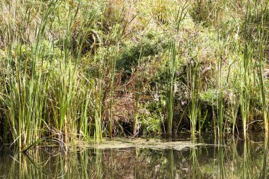 Bulrush, cattail, sedge. Bozulmamış nehir. Belarus Polonyası. Rüzgâr. Sonbahar. Parlak sonbahar renkleri. Akan su. Nehirde rüzgar. Vahşi doğa..