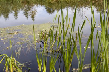 Bulrush, cattail, sedge. Bozulmamış nehir. Belarus Polonyası. Rüzgâr. Sonbahar. Parlak sonbahar renkleri. Akan su. Nehirde rüzgar. Vahşi doğa..
