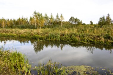 Bulrush, cattail, sedge. Bozulmamış nehir. Belarus Polonyası. Rüzgâr. Sonbahar. Parlak sonbahar renkleri. Akan su. Nehirde rüzgar. Vahşi doğa..