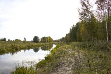 Bulrush, cattail, sedge. Bozulmamış nehir. Belarus Polonyası. Rüzgâr. Sonbahar. Parlak sonbahar renkleri. Akan su. Nehirde rüzgar. Vahşi doğa..