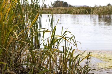 Bulrush, cattail, sedge. Bozulmamış nehir. Belarus Polonyası. Rüzgâr. Sonbahar. Parlak sonbahar renkleri. Akan su. Nehirde rüzgar. Vahşi doğa..