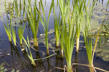 Bulrush, cattail, sedge. Bozulmamış nehir. Belarus Polonyası. Rüzgâr. Sonbahar. Parlak sonbahar renkleri. Akan su. Nehirde rüzgar. Vahşi doğa..