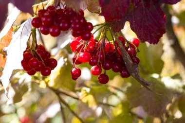 Berry Viburnum. Çok yardımcı oldun. Çok çeşitli vitaminler içeriyor. Sonbahar. Bir ağacın dallarında sarı tilkiler ve kırmızı viburnum kümeleri.