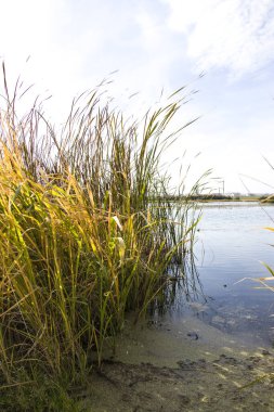 Bulrush, cattail, sedge. Bozulmamış nehir. Belarus Polonyası. Rüzgâr. Sonbahar. Parlak sonbahar renkleri. Akan su. Nehirde rüzgar. Vahşi doğa..