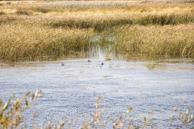 Bulrush, cattail, sedge. Bozulmamış nehir. Belarus Polonyası. Rüzgâr. Sonbahar. Parlak sonbahar renkleri. Akan su. Nehirde rüzgar. Vahşi doğa..