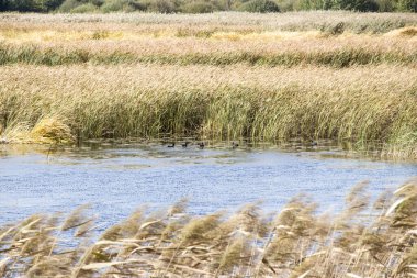 Bulrush, cattail, sedge. Bozulmamış nehir. Belarus Polonyası. Rüzgâr. Sonbahar. Parlak sonbahar renkleri. Akan su. Nehirde rüzgar. Vahşi doğa..