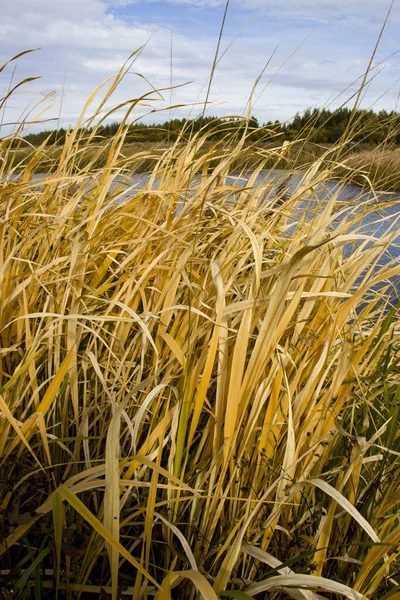 Bulrush Cattail Sedge Río Prístino Polesie Bielorruso Viento Otoño Colores — Foto de Stock