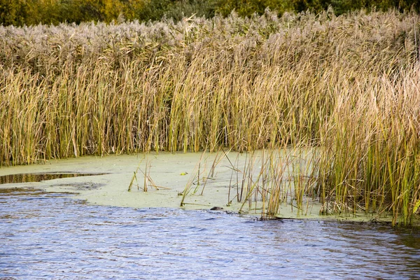 Taureau Quenouille Carex Rivière Vierge Polésie Biélorusse Vent Automne Couleurs — Photo