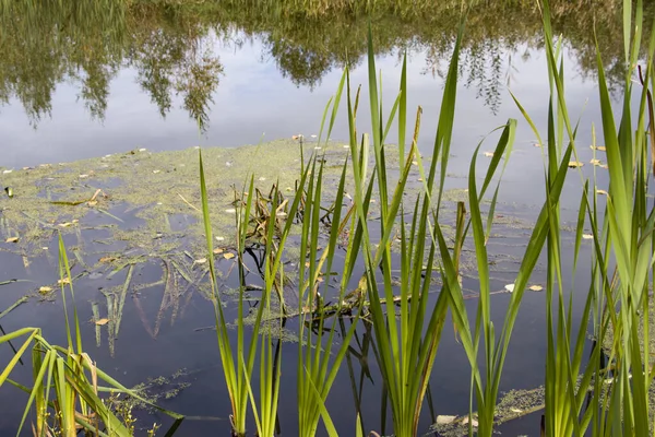 Bulrush Marha Sáska Érintetlen Folyó Fehérorosz Polesie Szél Ősz Élénk — Stock Fotó