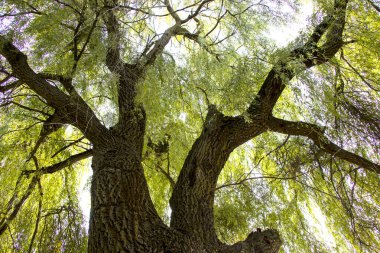 Söğüt. Muhteşem yayılan ağaç. Gökyüzünün yüksekliğine. Doğanın sükuneti. Rahatlamak için rahat bir yer..
