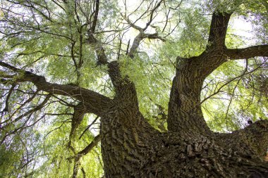 Söğüt. Muhteşem yayılan ağaç. Gökyüzünün yüksekliğine. Doğanın sükuneti. Rahatlamak için rahat bir yer..