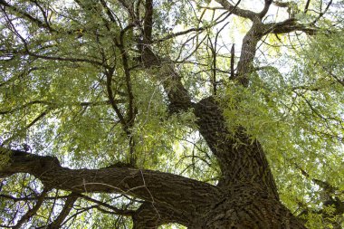 Söğüt. Muhteşem yayılan ağaç. Gökyüzünün yüksekliğine. Doğanın sükuneti. Rahatlamak için rahat bir yer..