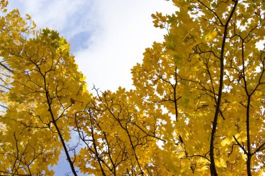 Altın sonbahar. Sarı, kırmızı yapraklar mavi gökyüzüne karşı. Doğal güzellik..