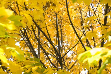 Altın sonbahar. Sarı, kırmızı yapraklar mavi gökyüzüne karşı. Doğal güzellik..