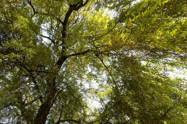 Willow Fabulosa Árvore Espalhando Para Altura Céu Tranquilidade Natureza Lugar — Fotografia de Stock