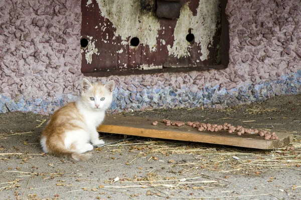 孤独流浪的小猫 — 图库照片