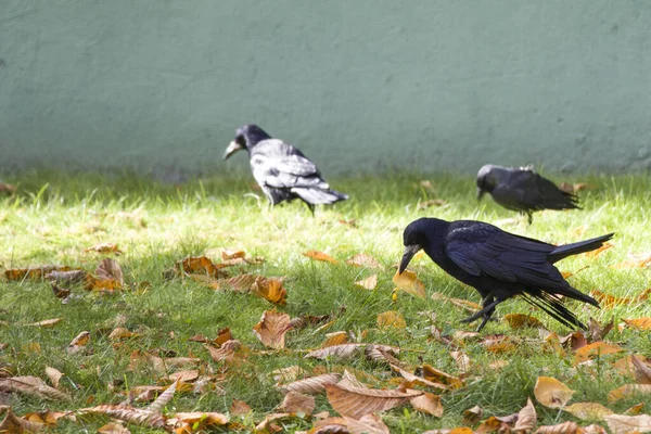 Las Torres Comen Las Aves Necesitan Tener Una Buena Comida —  Fotos de Stock