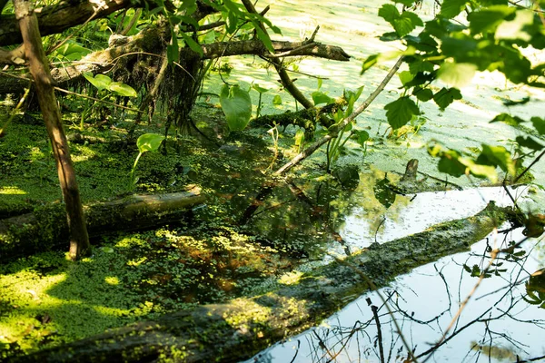 Woodland Wilderness Forest Swamp Duckweed Pristine Untouched Nature Lungs Planet — Stock Photo, Image