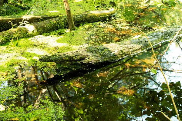 Woodland Wilderness Forest Swamp Duckweed Pristine Untouched Nature Lungs Planet — Stock Photo, Image