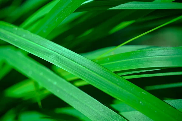 Hintergrund Des Jungen Grünen Grases Makroschießen Zartes Grün — Stockfoto