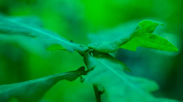 Молоде Дубове Листя Макрозйомка Дикий Ліс Природа — стокове фото