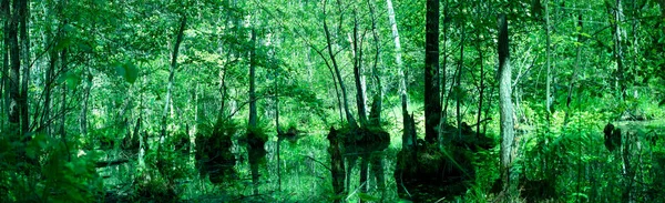 Bosque Salvaje Panoramas Pantano Forestal Con Árboles Que Crecen Las —  Fotos de Stock