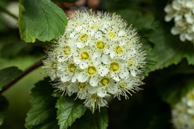 Viburnum çiçekli makro çekim. Vahşi bitki. Arka plan bulanık. Fondlya tasarımı