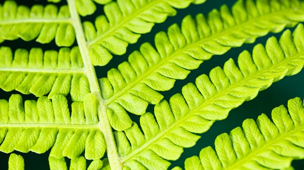 Unga Gröna Blad Ormbunke Naturlig Naturlig Bakgrund — Stockfoto