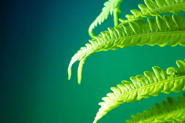 Junge Grüne Farnblätter Natürlicher Natürlicher Hintergrund — Stockfoto