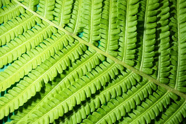 Junge Grüne Farnblätter Natürlicher Natürlicher Hintergrund — Stockfoto