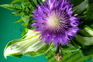 Benekli Knapweed 'ten ya da Yıldız Dikenli Bal' dan taze renkli kompozisyon Centaurea maculosa. Yaz kır çiçekleri. Doğal doğal arka plan. Makro çekim.
