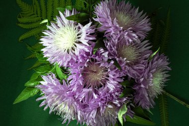 Benekli Knapweed 'ten ya da Yıldız Dikenli Bal' dan taze renkli kompozisyon Centaurea maculosa. Yaz kır çiçekleri. Doğal doğal arka plan. Makro çekim.