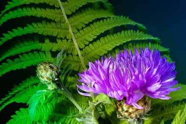 Benekli Knapweed 'ten ya da Yıldız Dikenli Bal' dan taze renkli kompozisyon Centaurea maculosa. Yaz kır çiçekleri. Doğal doğal arka plan. Makro çekim.