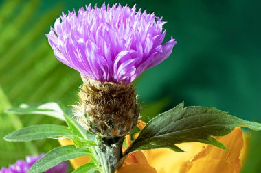 Benekli Knapweed 'ten ya da Yıldız Dikenli Bal' dan taze renkli kompozisyon Centaurea maculosa. Yaz kır çiçekleri. Doğal doğal arka plan. Makro çekim.