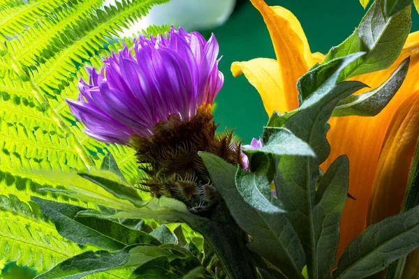 Fresh Colorful Composition Spotted Knapweed Star Thistle Honey Centaurea Maculosa — Stock Photo, Image