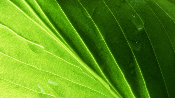 Junge Grüne Blätter Mit Wassertropfen Nach Dem Regen Natürlicher Natürlicher — Stockfoto