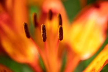 Zambak portakal çiçekleri. Yaz bahçesi. Yakın plan. Doğal doğal arka plan. Makro çekim.