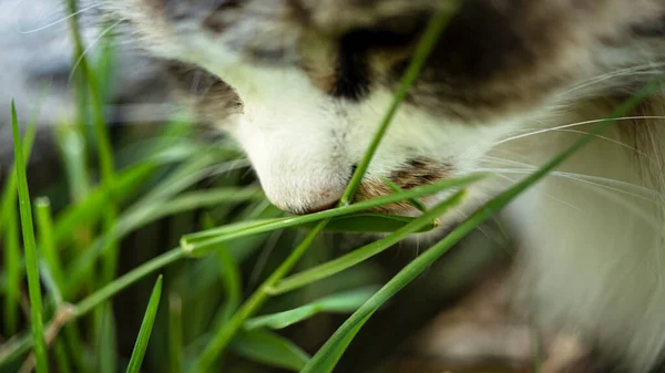 猫在绿色的草地上 猫在吃草 Bokeh — 图库照片