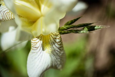 Hassas iris çiçekleri. Yakın plan. Doğal doğal arka plan. Makro çekim.