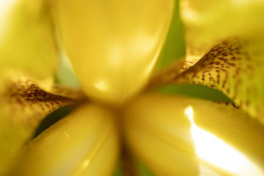 Hassas iris çiçekleri. Yakın plan. Doğal doğal arka plan. Makro çekim.