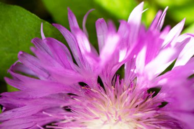 Benekli Knapweed 'ten ya da Yıldız Dikenli Bal' dan taze renkli kompozisyon Centaurea maculosa. Yaz kır çiçekleri. Doğal doğal arka plan. Makro çekim.