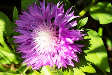 Benekli Knapweed 'ten ya da Yıldız Dikenli Bal' dan taze renkli kompozisyon Centaurea maculosa. Yaz kır çiçekleri. Doğal doğal arka plan. Makro çekim.