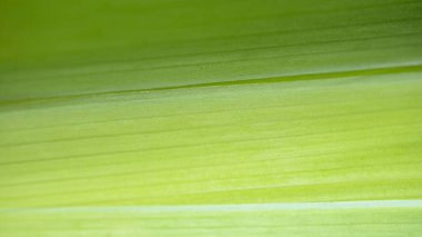 Parlak yeşil yaprakların arka planı. Yakın plan. Doğal dokular. Doğal arkaplan.
