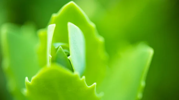 Hintergrund Sind Zarte Hellgrüne Blätter Unscharfer Hintergrund Bokeh Natürlicher Natürlicher — Stockfoto