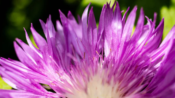 Composición Colorida Fresca Spotted Knapweed Star Thistle Honey Centaurea Maculosa — Foto de Stock