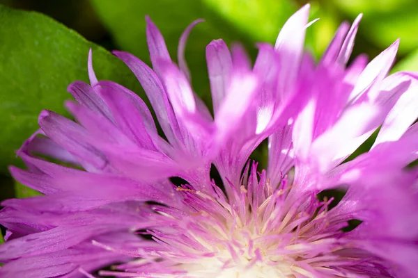 Benekli Knapweed 'ten ya da Yıldız Dikenli Bal' dan taze renkli kompozisyon Centaurea maculosa. Yaz kır çiçekleri. Doğal doğal arka plan. Makro çekim.