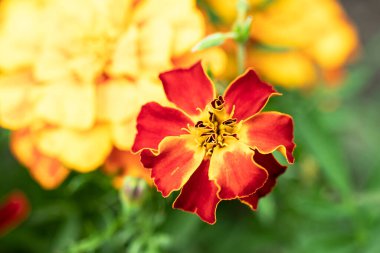 Kadife çiçekleri küçük çiçeklidir. Yaz bahçesi. Yakın plan. Doğal doğal arkaplan.