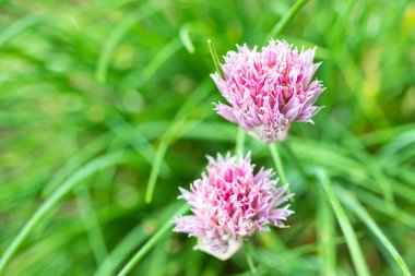 Çimenlerin yeşil arka planında çim yoncası çiçeği. Yaz kır çiçekleri. Yakın plan. Doğal doğal arkaplan.