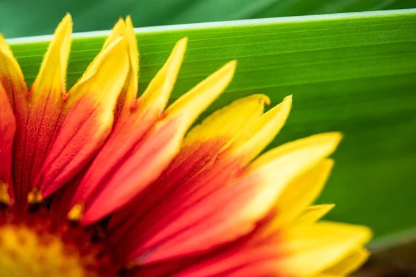 Gaillardia Pulchella Bright Summer Flowers Green Leaves Close Macro Shooting — Stock Photo, Image